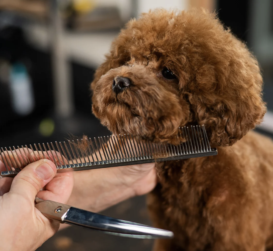 mini groom session face trim